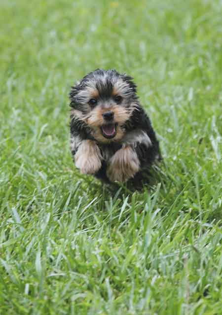 yorkie in the grass