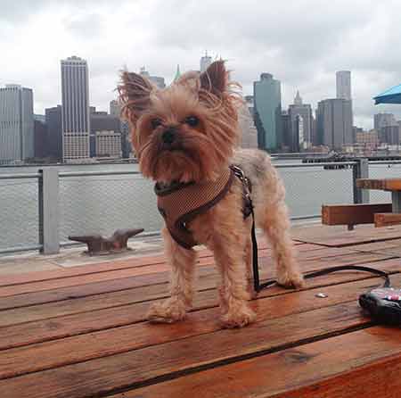 Yorkie on a peir