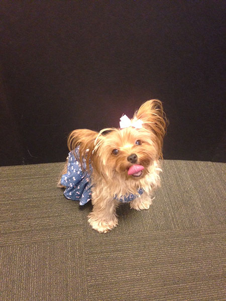 yorkie in a dress