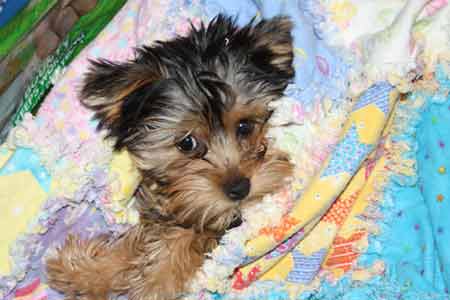 yorkie in a blanket