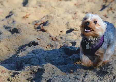 yorkie on the beach