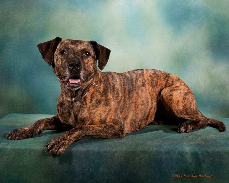 Brindle best sale pit mix