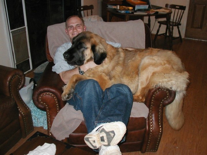 Leonberger next hot sale to human