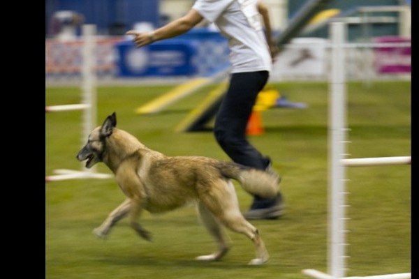 AKC's Lure-Coursing Test Turns Mixed-Breed Dogs Into Tracking Champs