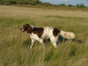 German Longhaired Pointer