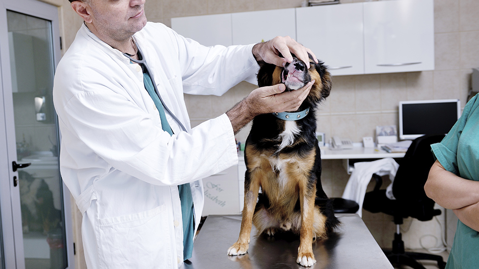 how is dog hypothyroidism diagnosed