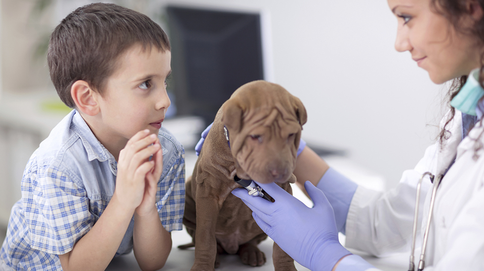 akc vaccines