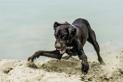 aggressive dog body language