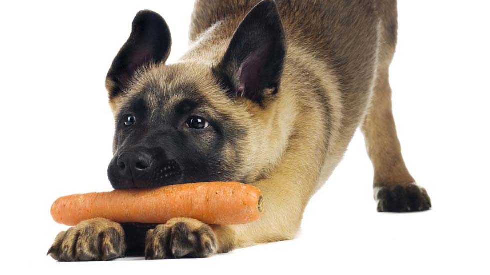 are dogs vegetarian