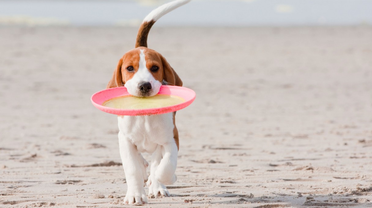 Dog with deals toy