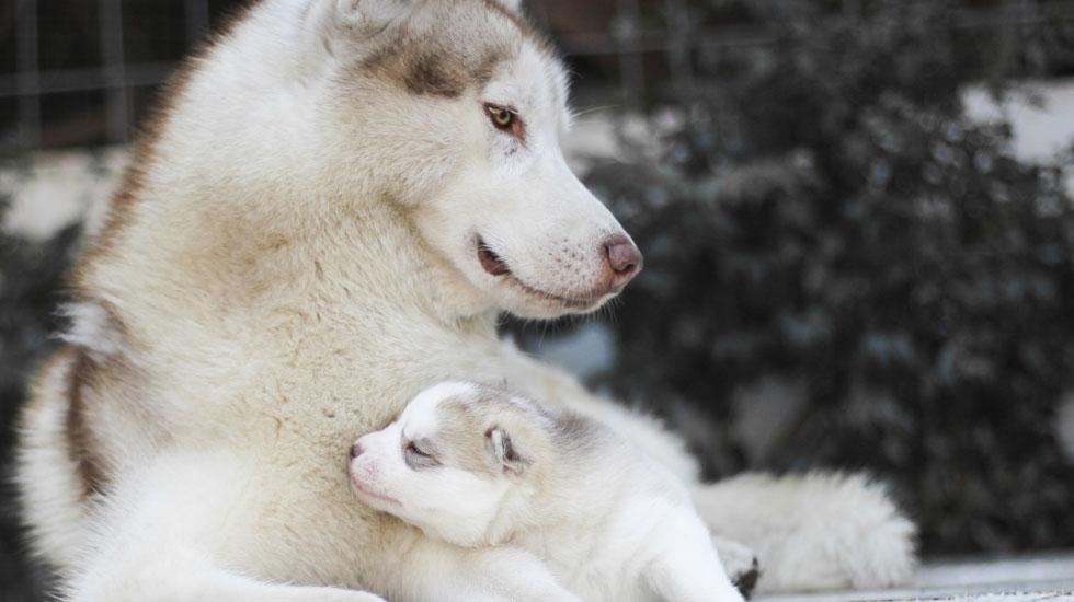 husky-mom-and-pup