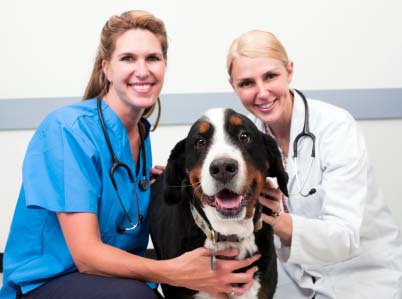 Dog congestive heart store failure natural treatments