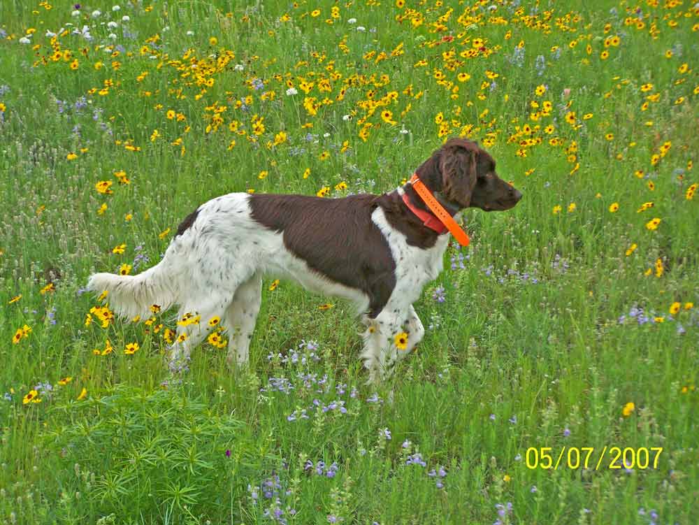 Small Munsterlander Pointer