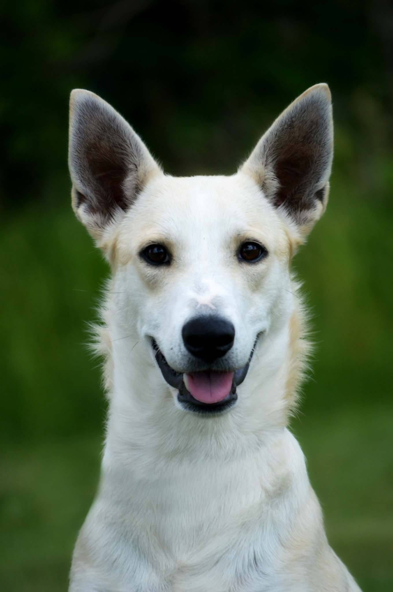 Carolina Dog American Kennel Club