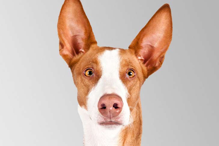 Ibizan Hound Dog Breed Information American Kennel Club Ibizan Hound Dog Breed Information American Kennel Club
