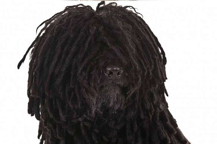 5 letter word puli