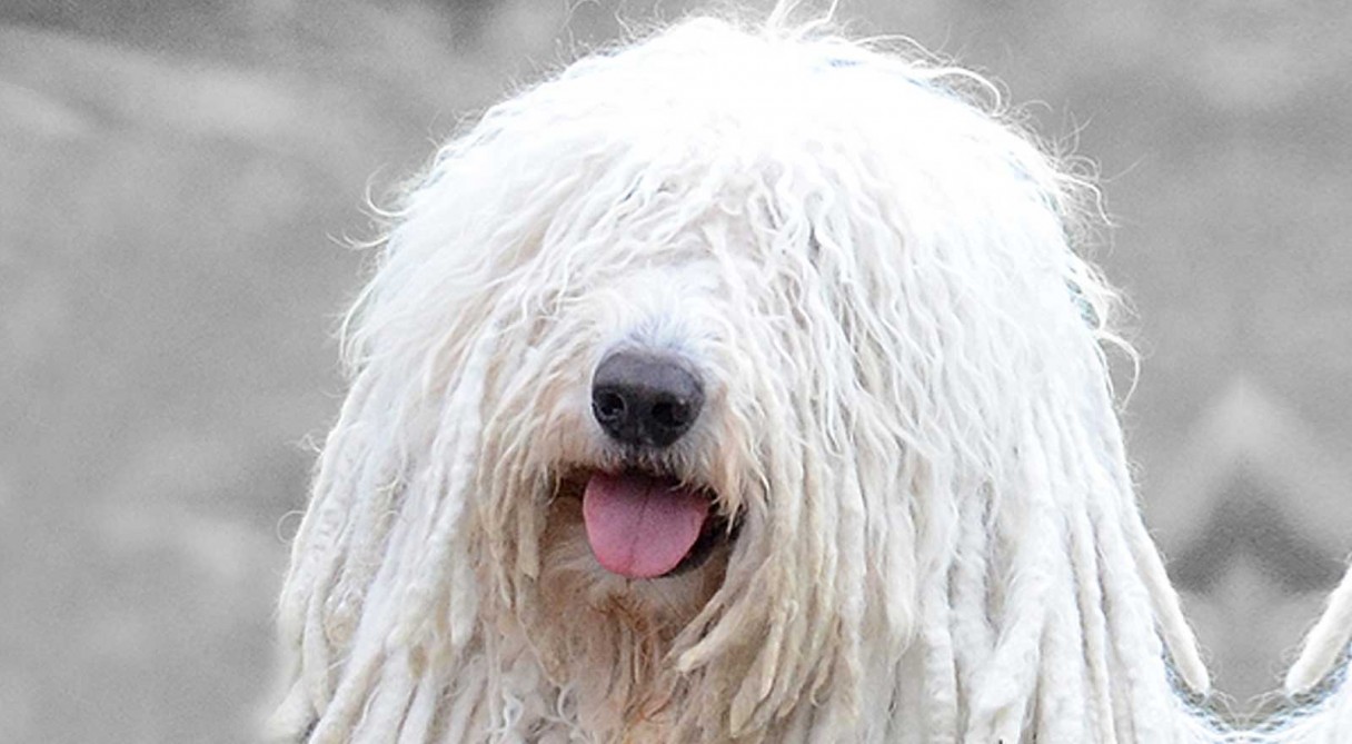 Komondor_hero.jpg