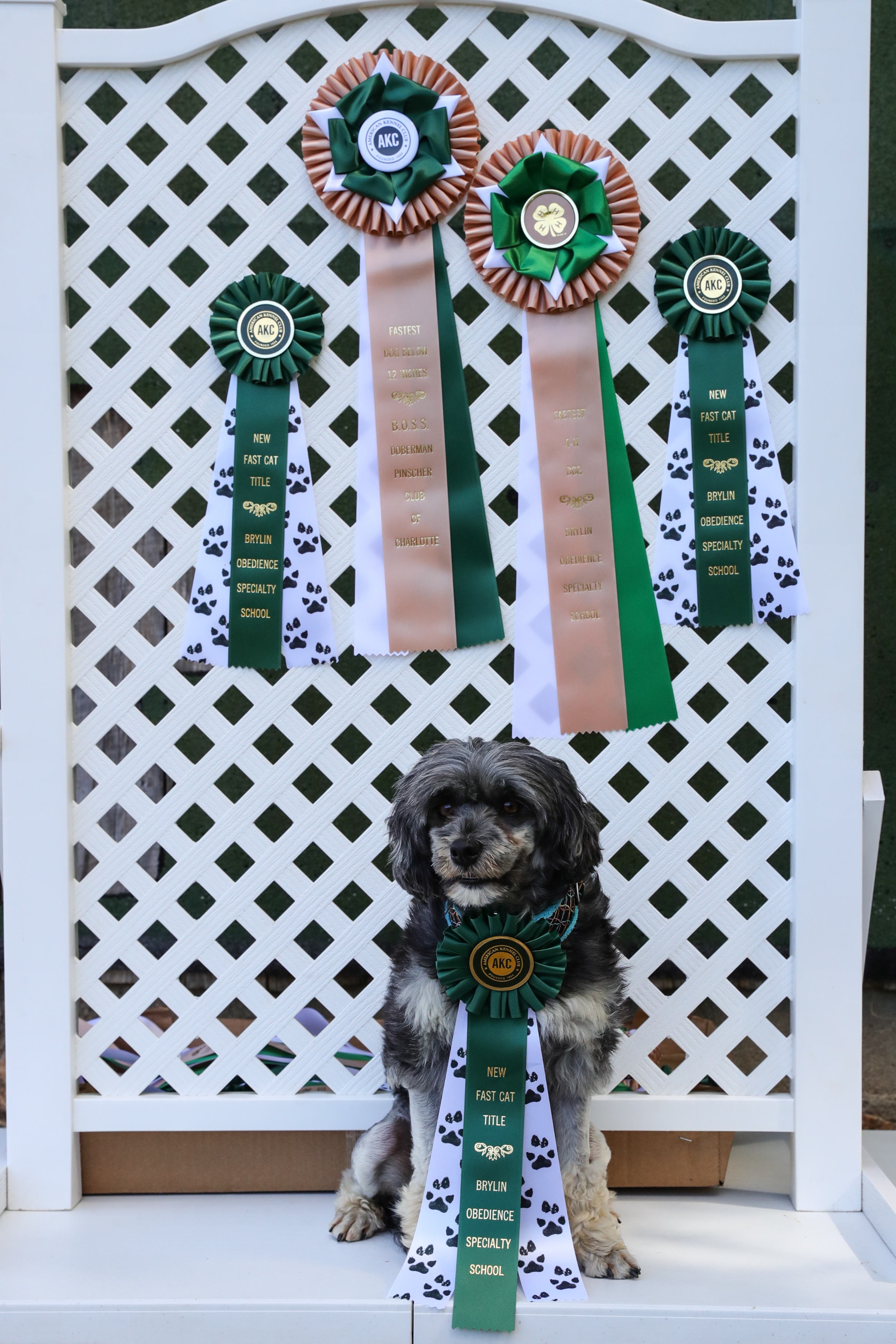 Dog with rosettes