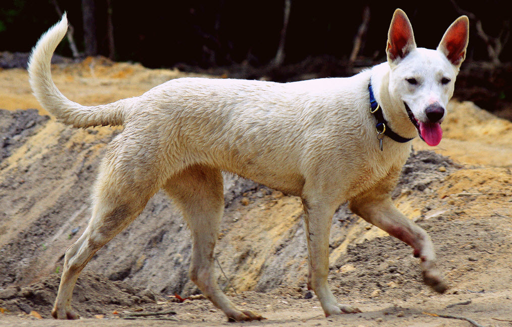 Carolina Dog History And Trainingtemperament American Kennel Club