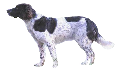 Deutscher Wachtelhund
