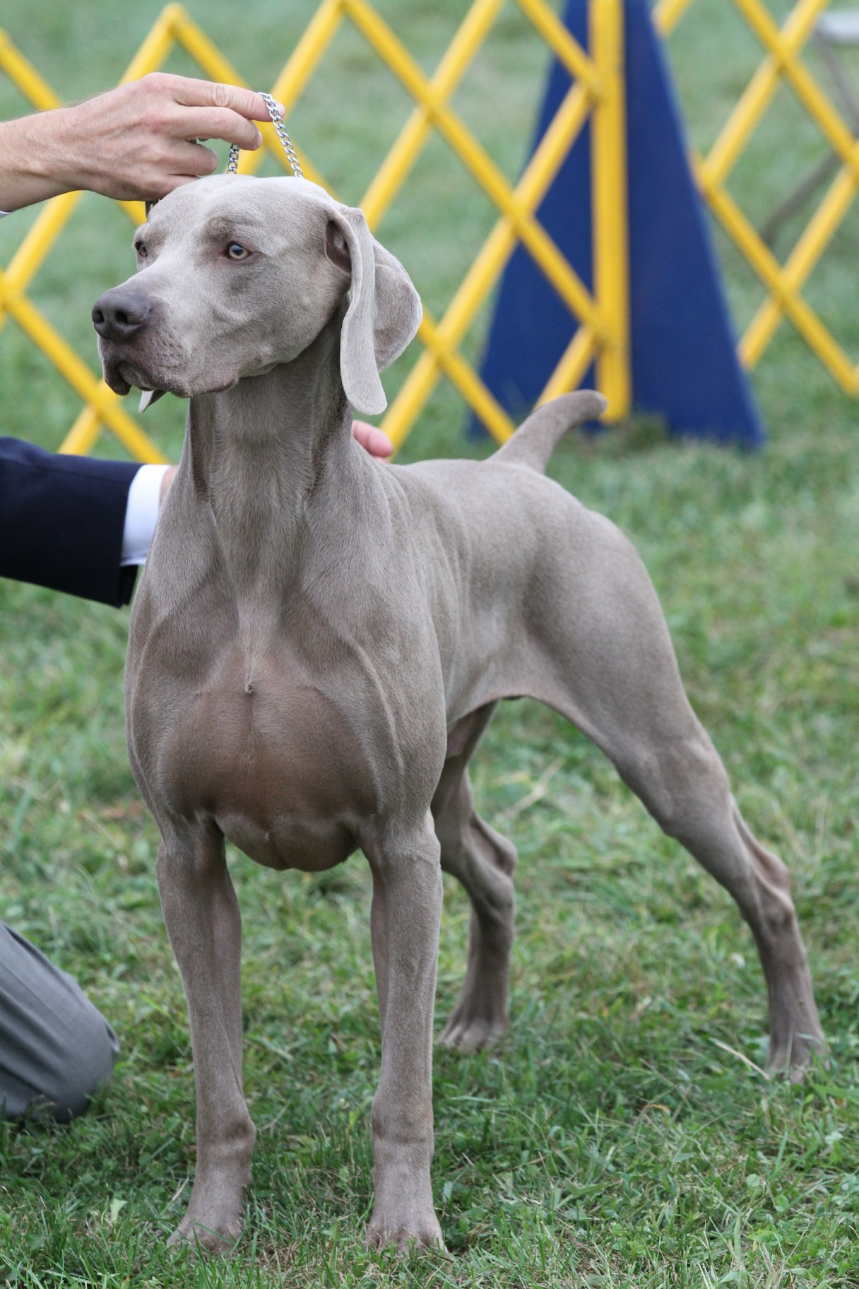 Picture Perfect: Tips for Great Dog Show Photos – American Kennel Club