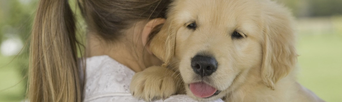 How To Find A Quality Golden Retriever Puppy American Kennel Club