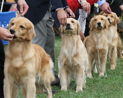 Akc golden retriever store puppy