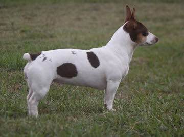 Teddy Roosevelt Terrier - American Kennel Club