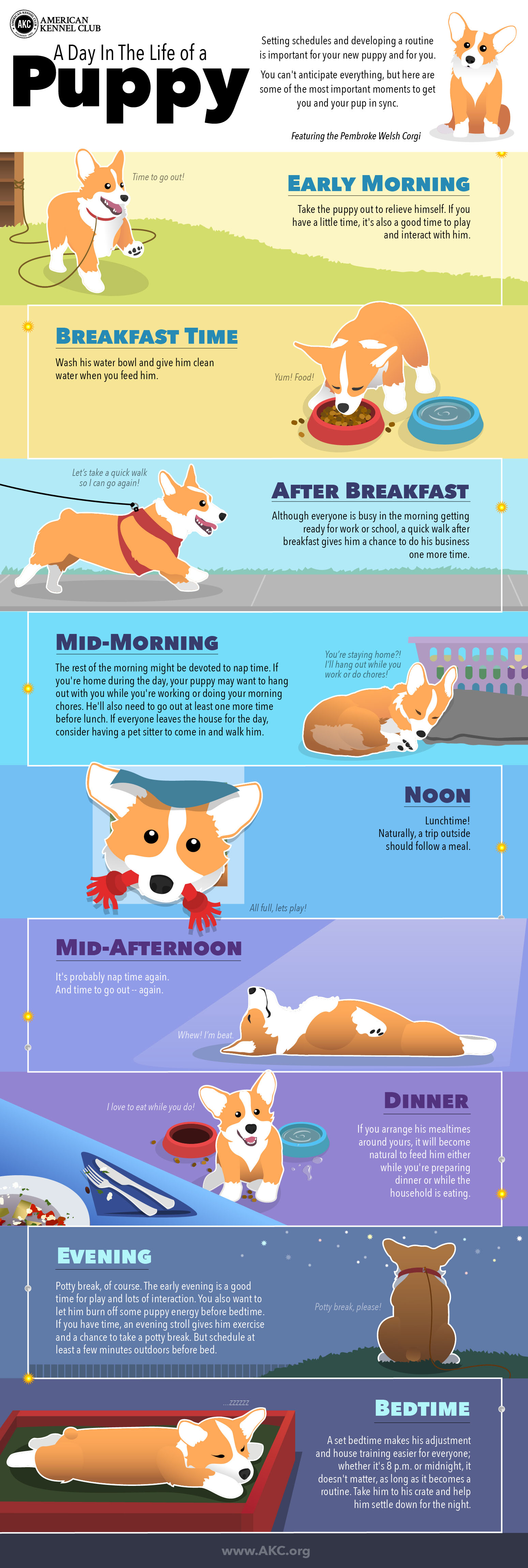 puppy schedules infographic