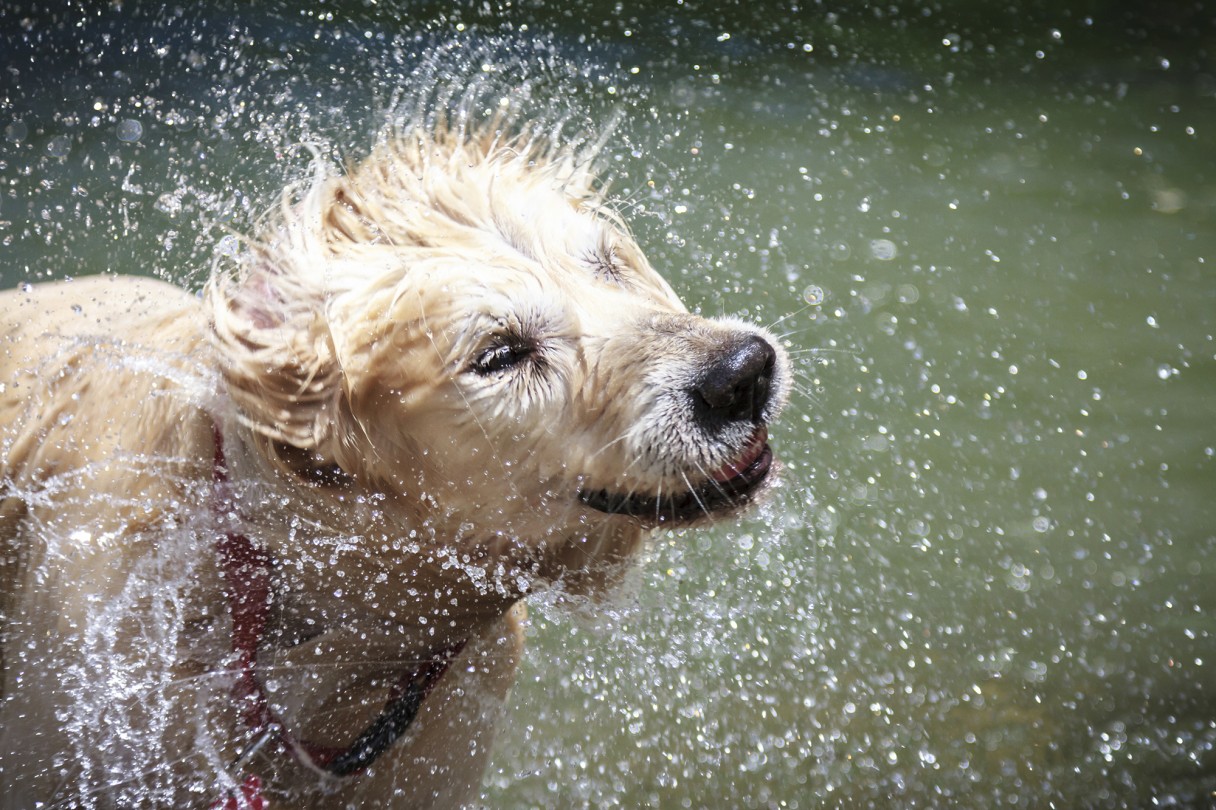 Why Do Wet Dogs Smell? : Pet Like That | Blog