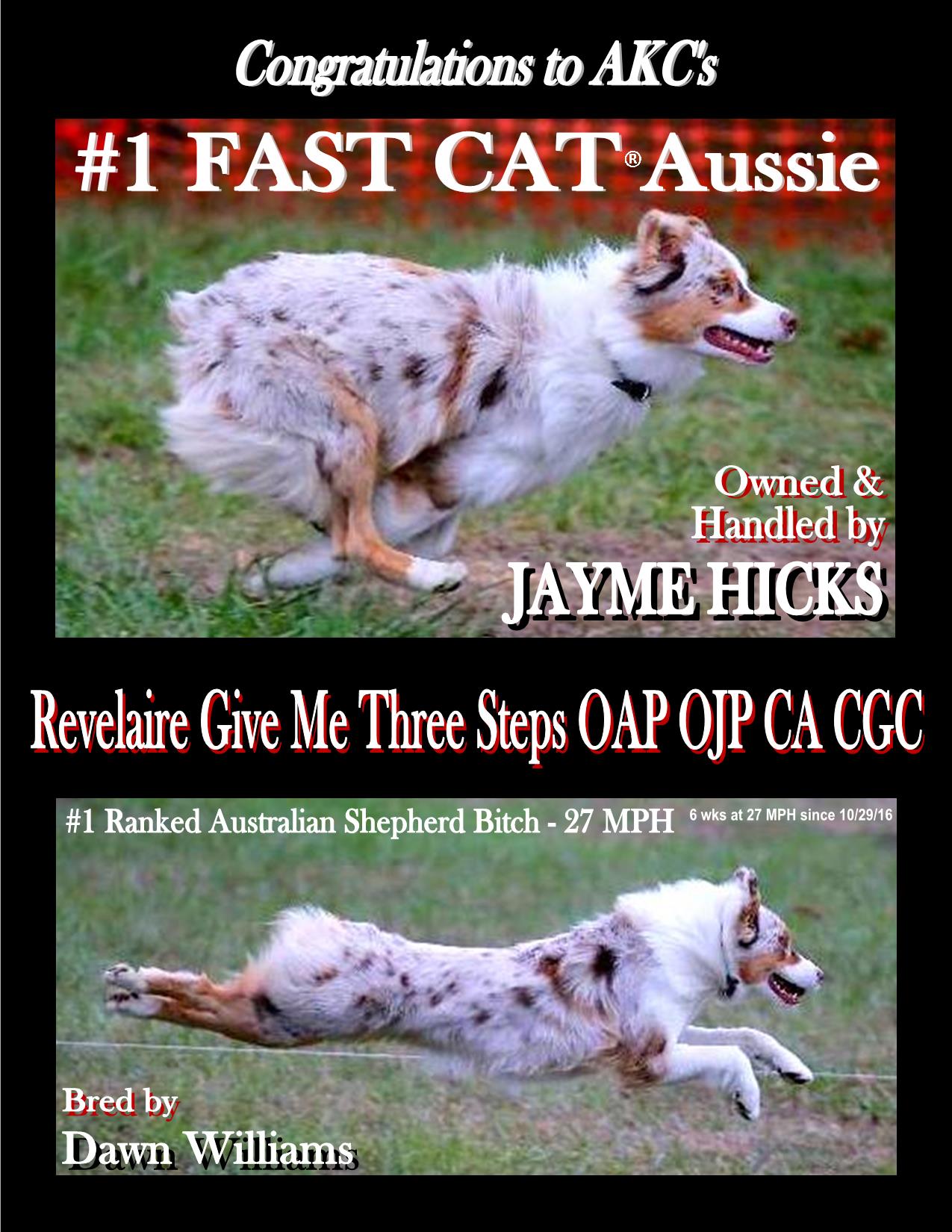 akc fast cat