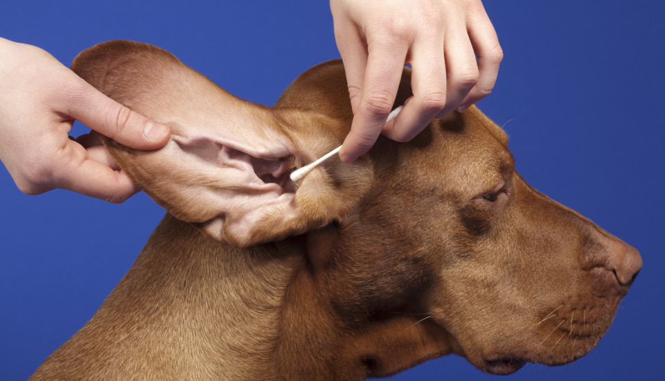 dog inflamed ear