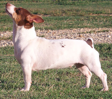 Teddy Roosevelt Terrier - American Kennel Club