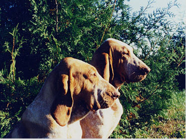 Bracco Italiano
