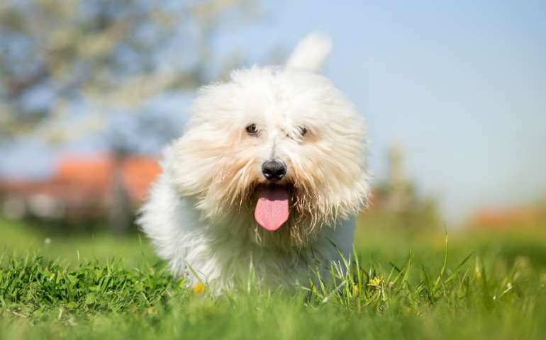 Coton de Tulear - Facts and Beyond