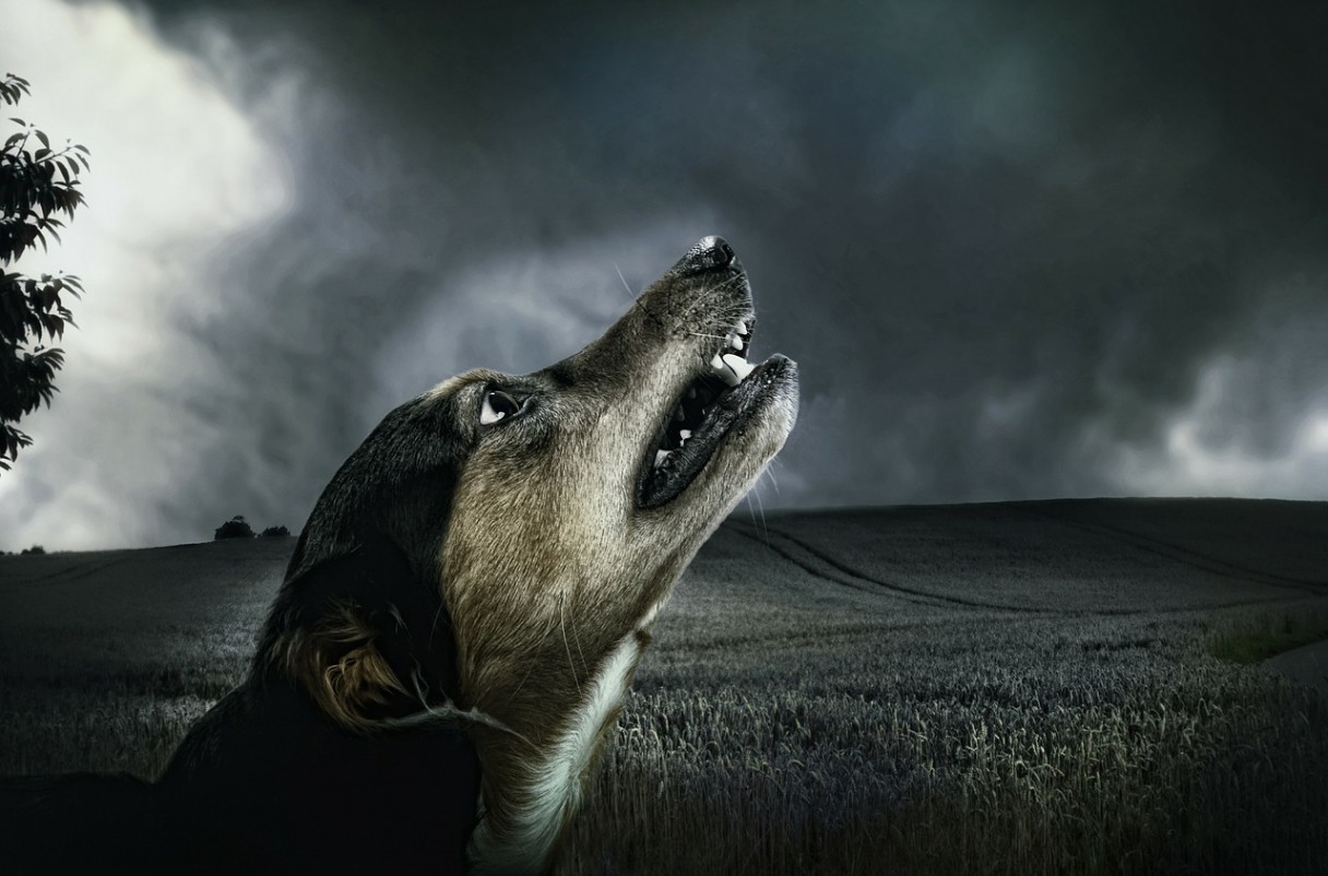 what does it means when a dog howls