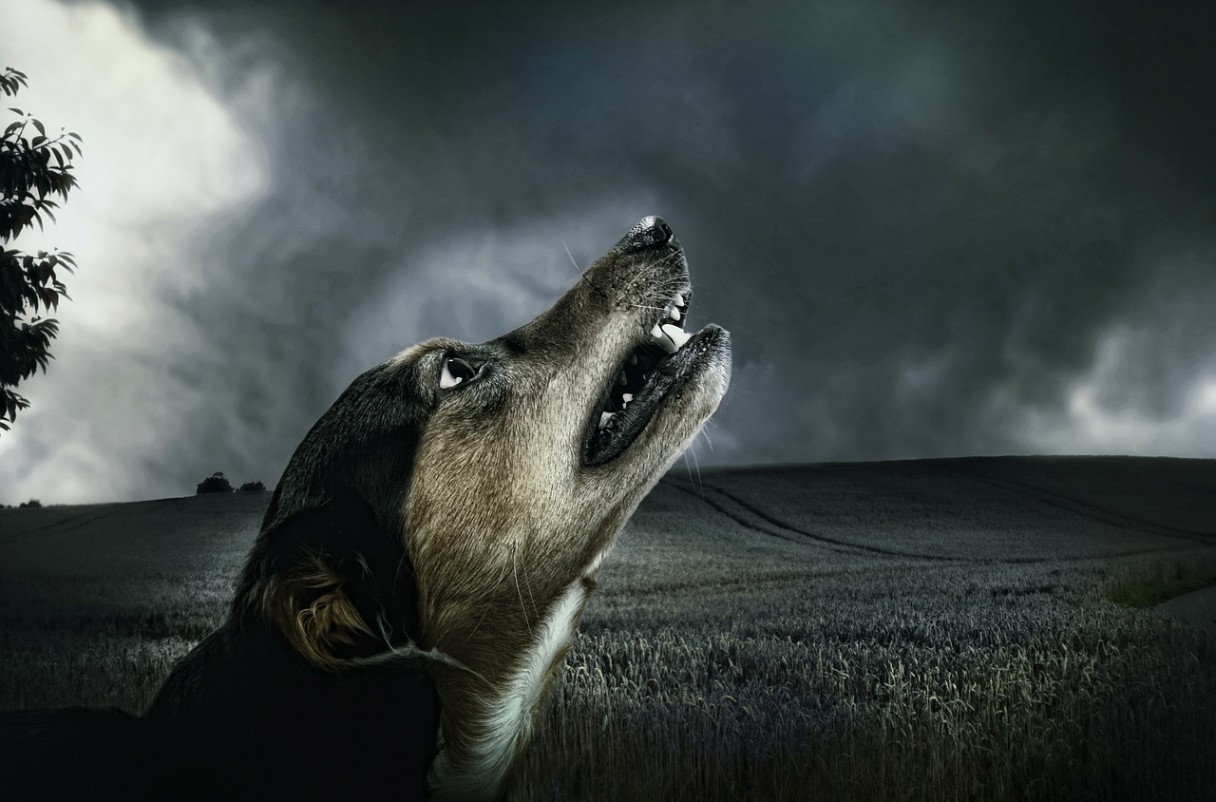 Why do dogs howl all night