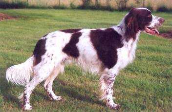 French Spaniel