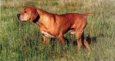 Portuguese Pointer