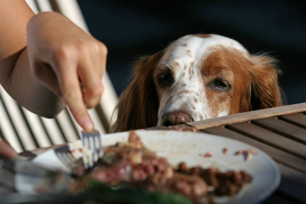 should you let your dog beg for food