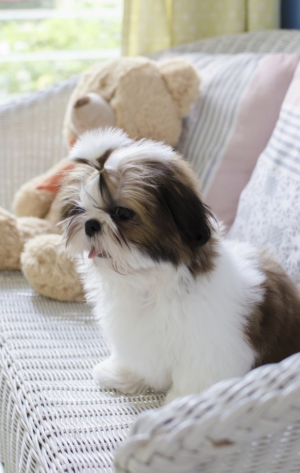 shih tzu akc breeders