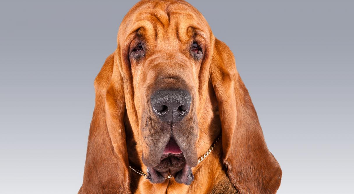What is some basic information about bloodhound puppies?
