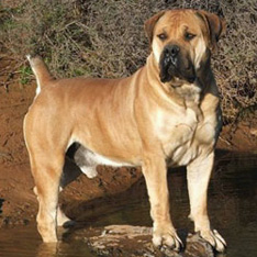 download boerboel champion bloodline for free