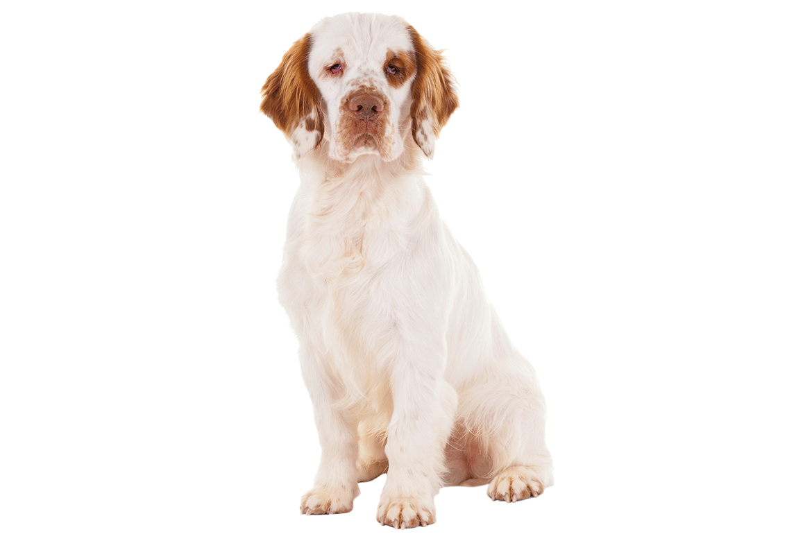 ClumberSpaniel_cutout.png