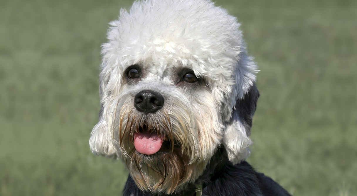 Dandie Dinmont Terrier Dog Breed Information - American ...