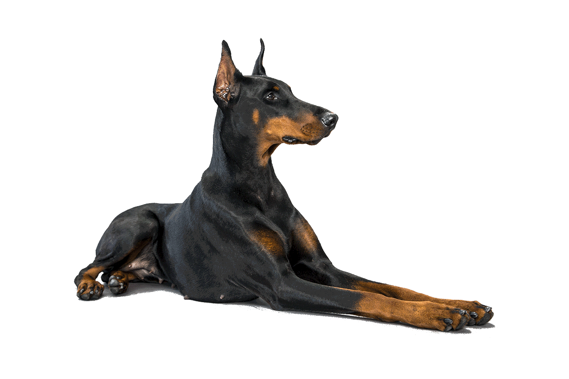 White Doberman Pinscher pictures, Doberman Pinscher pictures to print, Doberman Pinscher photos and pictures, Pictures of Doberman Pinscher , High quality Doberman Pinscher photo