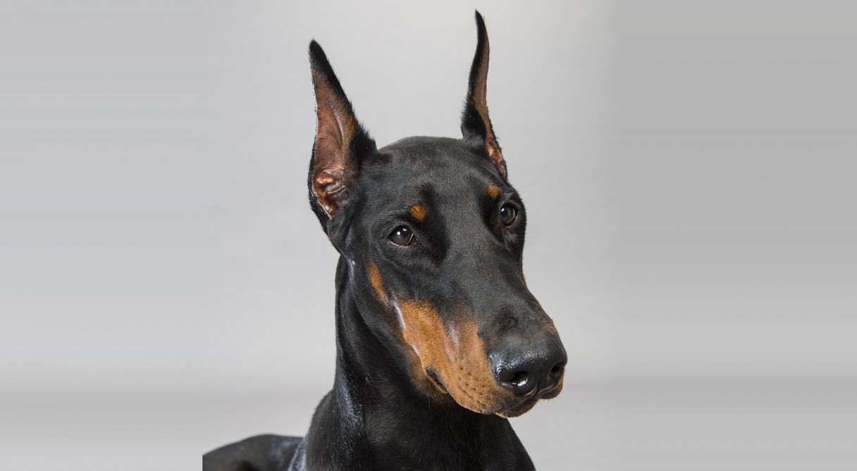What is a red Doberman?