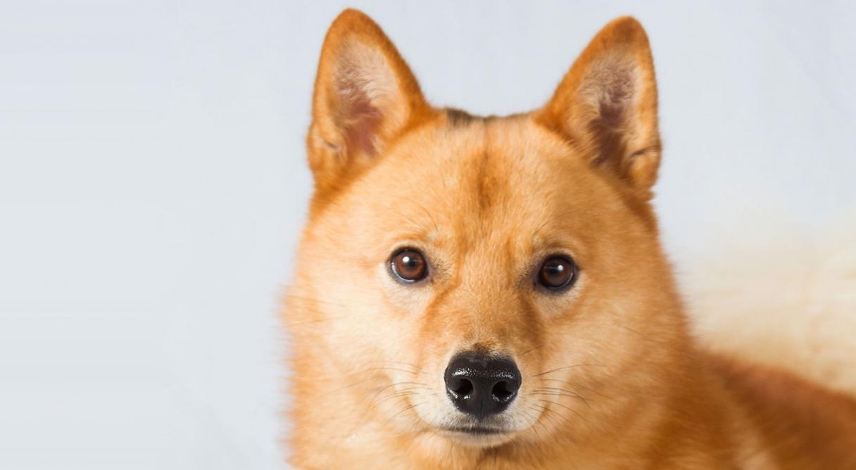 Finnish Spitz Dog Breed Information - American Kennel Club