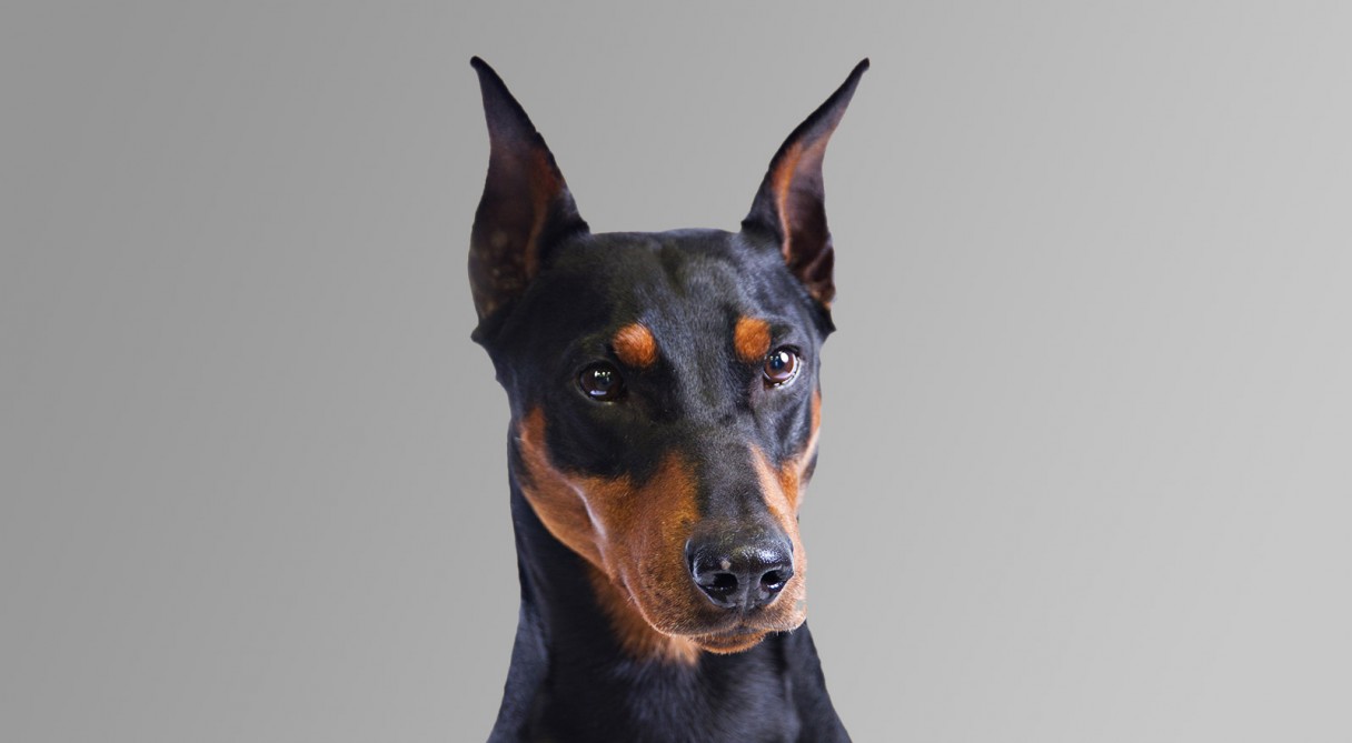 German Pinscher Dog Breed Information - American Kennel Club