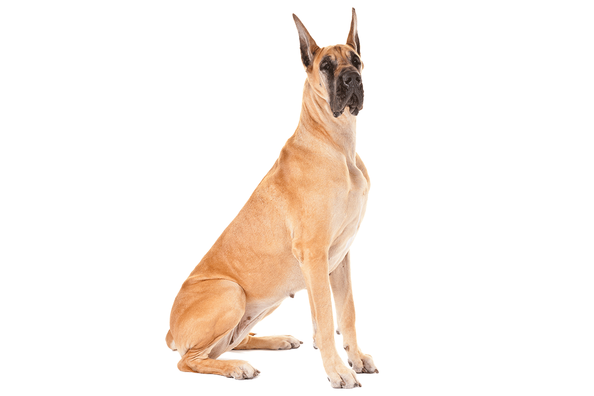 GreatDane_cutout.png